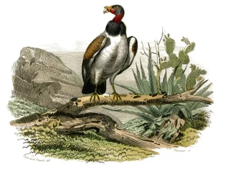 Tablica Historii Naturalnej: Tablica zoologiczna przedstawiająca ptaki drapieżne w nocy. Mały sęp. Tablica narysowana z dziewięciu tomów o ptakach w „Dzieła kompletne Buffona”” napisanej przez przyrodnika Georgesa Louisa Leclerca, hrabiego Buffon (1707-178