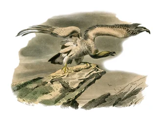 Tablica Historii Naturalnej: Tablica zoologiczna przedstawiająca ptaki drapieżne w nocy. Percnopter. Talerz narysowany z dziewięciu tomów o ptakach w „Dzieła kompletne Buffona”” napisany przez przyrodnika Georgesa Louisa Leclerca, hrabiego Buffon (1707-178