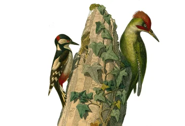 Tablica Historii Naturalnej: Tablica zoologiczna przedstawiająca wspinaczy. Epejsz i dzięcioł zielony mają czerwoną głowę (zielony szczyt). Talerz narysowany z dziewięciu tomów o ptakach w „Dzieła pełne Buffona”” autorstwa przyrodnika Georgesa Louisa Lecle