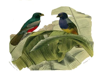 Tablica Historii Naturalnej: Tablica zoologiczna przedstawiająca wspinaczy. Czerwony brzuch i żółty brzuch. Talerz narysowany z dziewięciu tomów o ptakach w „Dziełach kompletnych Buffona”” napisanym przez przyrodnika Georgesa Louisa Leclerca, hrabiego Buff
