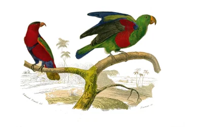 Tablica Historii Naturalnej: Tablica zoologiczna przedstawiająca wspinaczy. Tricolor lori i zielona papuga. Talerz narysowany z dziewięciu tomów o ptakach w „Dzieła pełne Buffona”” napisanym przez przyrodnika Georgesa Louisa Leclerca, hrabiego Buffona (170