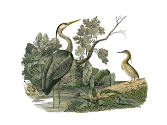 Tablica Historii Naturalnej: Tablica zoologiczna przedstawiająca ptaki wodne i różnokształtne brodzące (z dużymi, długimi i mocnymi dziobami): czapla i krab. Talerz narysowany z dziewięciu tomów o ptakach w „Dzieła pełne Buffona”” autorstwa przyrodnika Geo