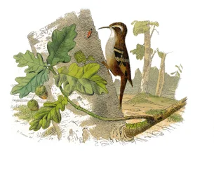Tabliczka historii naturalnej: Tablica zoologiczna przedstawiająca wróblowe zęby zębowe