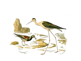 Tablica historii naturalnej: Tablica zoologiczna przedstawiająca długie brodzące (z długim i chudym dziobem): kamień obrotowy (obrotnica) i oparzenie. Talerz narysowany z dziewięciu tomów o ptakach w „Dzieła pełne Buffona”” autorstwa przyrodnika Geora