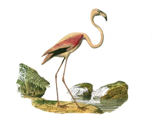 Tablica historii naturalnej: Tablica zoologiczna przedstawiająca długie brodzące (z długim i chudym dziobem): różowy flaming. Talerz narysowany z dziewięciu tomów o ptakach w „Dzieła pełne Buffona”” napisanym przez przyrodnika Georgesa Louisa Leclerca, hra