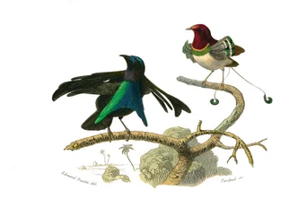 Tablica historii naturalnej: tablica zoologiczna przedstawiająca wróblowe stożkodziobe (stożkowaty dziób). Czarny manukod i manukod. Tablica z dziewięciu tomów o ptakach w „Œuvres complètes de Buffon”, napisanych przez przyrodnika Georges