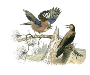 Tablica historii naturalnej: Tablica zoologiczna przedstawiająca wróblowe wróblowe (stożkowy dziób). Sójka i krakers do orzechów. Talerz narysowany z dziewięciu tomów o ptakach w „Dzieła pełne Buffona”” autorstwa przyrodnika Georgesa Louisa Leclerca, hrabi