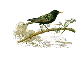 Tablica historii naturalnej: Tablica zoologiczna przedstawiająca gallinaces. Gołąb. Tablica zaczerpnięta z dziewięciu tomów o ptakach w „Dziełach kompletnych Buffona”” autorstwa przyrodnika Georgesa Louisa Leclerca, hrabiego Buffon (1707-1788) w latach 174