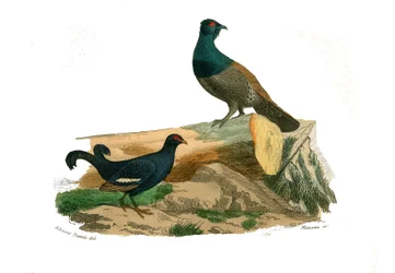 Tablica historii naturalnej: tablica zoologiczna przedstawiająca ptaki grzebiące: cietrzewie o rozwidlonych ogonach i głuszce. Tablica zaczerpnięta z dziewięciu tomów o ptakach w „Dziełach wszystkich Buffona“, napisanych przez przyrodnika Georges
