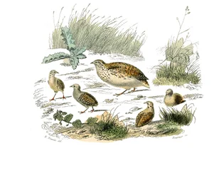 Tablica historii naturalnej: Tablica zoologiczna przedstawiająca gallinaces: przepiórka. Tabliczka narysowana z dziewięciu tomów o ptakach w „Dziełach kompletnych Buffona”” autorstwa przyrodnika Georgesa Louisa Leclerca, hrabiego Buffon (1707-1788) w latac