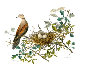 Tablica historii naturalnej: Tablica zoologiczna przedstawiająca gallinaces: gołąb w pobliżu gniazda. Talerz narysowany z dziewięciu tomów o ptakach w „Dzieła kompletne Buffona”” napisany przez przyrodnika Georgesa Louisa Leclerca, hrabiego Buffon (1707-17