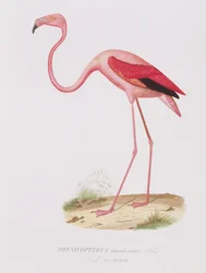Phenicopterus americanus (Flamenco) (sic!) rytowane przez Fourniera, wyd. przez Bougeard