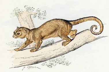 Quincajou (lub Wolverine lub Kinkajou) (potos) - „Alfabet ilustruje zwierzęta” XIX wiek (grawerunek)