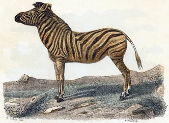 Zebra - „Alfabet ilustruje zwierzęta” XIX wiek (grawerunek)