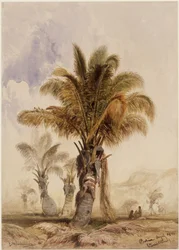 Palmy kokosowe w Bahii