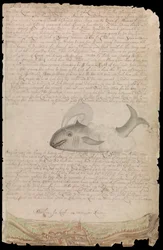 Płyta z dziennika Edwarda Barlowa z jego życia na morzu na statkach królewskich, Indiach Wschodnich i Zachodnich oraz innych statkach handlowych w latach 1659-1703.
