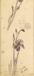 Irysy, 1869