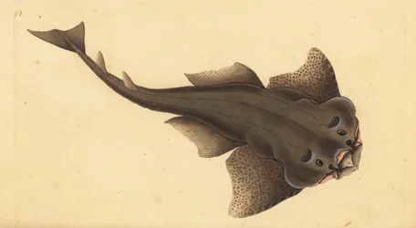 Angelshark, Squatina squatina. Krytycznie zagrożony. (Rekin anioł, Squallus squatinus). Ręcznie barwiony miedzioryt narysowany i rytowany przez Edwarda Donovana z jego Natural History of British Fishes, Donovan and F.C. i J. Rivington, Londyn
