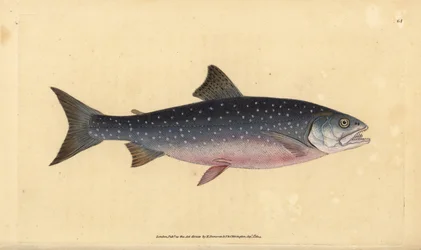 Golec pospolity, Salvelinus alpinus alpinus (łosoś alpejski, Salmo alpinus). Ręcznie barwiony miedzioryt narysowany i rytowany przez Edwarda Donovana z jego Natural History of British Fishes, Donovan and F.C. i J. Rivington, Londyn