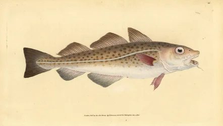 Dorsz atlantycki lub ryba dorszowa. Gadus Morhua. Wrażliwy. Ręcznie barwiony miedzioryt narysowany i rytowany przez Edwarda Donovana z jego Natural History of British Fishes, Donovan and F.C. i J. Rivington, Londyn