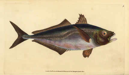 ostrobok atlantycki, Trachurus trachurus (Scad, Scomber trachurus). Ręcznie barwiony miedzioryt narysowany i rytowany przez Edwarda Donovana z jego Natural History of British Fishes, Donovan and F.C. i J. Rivington, Londyn