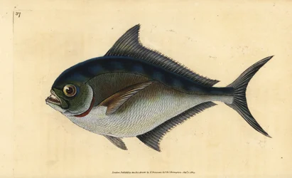 Pomfret atlantycki, Brama brama (pozłacana, Sparus raii). Ręcznie barwiony miedzioryt narysowany i rytowany przez Edwarda Donovana z jego Natural History of British Fishes, Donovan and F.C. i J. Rivington, Londyn