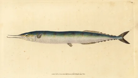 Saura atlantycka, Scomberesox saurus saurus (Spiper, Esox saurus). Ręcznie barwiony miedzioryt narysowany i rytowany przez Edwarda Donovana z jego Natural History of British Fishes, Donovan and F.C. i J. Rivington, Londyn