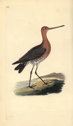 Szlamnik (samiec), Limosa lapponica. Ręcznie barwiony miedzioryt rysowany i grawerowany przez Edwarda Donovana z jego własnej „Historii naturalnej ptaków brytyjskich”, Londyn