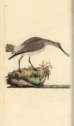 Szlamnik zwyczajny, Limosa lapponica. Ręcznie barwiony miedzioryt rysowany i grawerowany przez Edwarda Donovana z jego własnej „Historii naturalnej ptaków brytyjskich”, Londyn