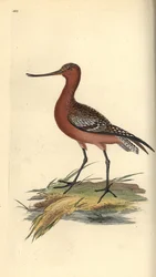 Pliszka górska, Limosa lapponica. Ręcznie kolorowany miedzioryt narysowany i wygrawerowany przez Edwarda Donovana z jego własnej "Natural History of British Birds", Londyn.