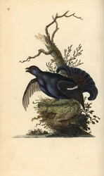 Cietrzew zwyczajny, Tetrao tetrix. Ręcznie kolorowany miedzioryt, rysowany i rytowany przez Edwarda Donovana, z jego własnej „Natural History of British Birds“, Londyn