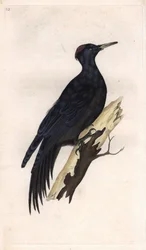 Dzięcioł czarny. Dryocopus martius (Picus martius). Miedzioryt Edwarda Donovana (1768-1837), opublikowany w Histoire naturelle des oiseaux britanniques, Londyn