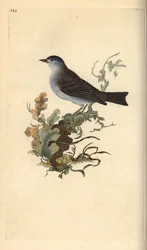 Kapturka, Sylvia atricapilla. Ręcznie barwiony miedzioryt rysowany i grawerowany przez Edwarda Donovana z jego własnej „Historii naturalnej ptaków brytyjskich”, Londyn