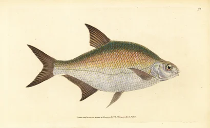 Leszcz, Abramis brama (Cyprinus brama). Ręcznie barwiony miedzioryt narysowany i rytowany przez Edwarda Donovana z jego Natural History of British Fishes, Donovan and F.C. i J. Rivington, Londyn