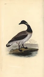 Gęś Brent, Branta bernicla. Ręcznie barwiony miedzioryt rysowany i grawerowany przez Edwarda Donovana z jego własnej „Historii naturalnej ptaków brytyjskich”, Londyn