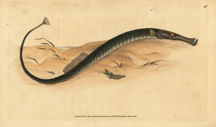 Iglicznia szerokonosa lub krótsza. Tyfl syngnatowy. Ręcznie barwiony miedzioryt narysowany i rytowany przez Edwarda Donovana z jego Natural History of British Fishes, Donovan and F.C. i J. Rivington, Londyn