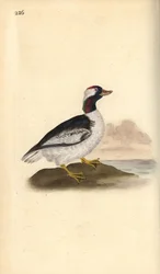 Bufflehead, Bucephala albeola. Ręcznie kolorowany miedzioryt rysowany i grawerowany przez Edwarda Donovana z jego własnej „Historii naturalnej ptaków brytyjskich”, Londyn