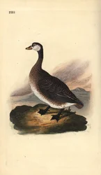 Bernikla kanadyjska, Branta canadensis. Ręcznie kolorowany miedzioryt rysowany i grawerowany przez Edwarda Donovana z jego własnej „Historii naturalnej ptaków brytyjskich”, Londyn
