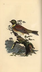 Trznadel, Emberiza cirlus. Ręcznie barwiony miedzioryt rysowany i grawerowany przez Edwarda Donovana z jego własnej „Historii naturalnej ptaków brytyjskich”, Londyn