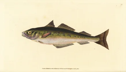 Czarniak lub czarniak, Pollachius virens (Gadus carbonarius). Ręcznie barwiony miedzioryt narysowany i rytowany przez Edwarda Donovana z jego Natural History of British Fishes, Donovan and F.C. i J. Rivington, Londyn