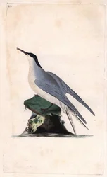 Rybitwa rzeczna. Sterna hirundo. Miedzioryt autorstwa Edwarda Donovana (1768-1837), opublikowany w Natural History of British Birds, Londyn