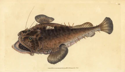 Pospolita ryba żabnica, Lophius piscatorius. Ręcznie barwiony miedzioryt narysowany i rytowany przez Edwarda Donovana z jego Natural History of British Fishes, Donovan and F.C. i J. Rivington, Londyn