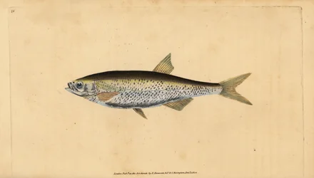 Ukleja pospolita, Alburnus alburnus (Cyprinus alburnus). Ręcznie barwiony miedzioryt narysowany i rytowany przez Edwarda Donovana z jego Natural History of British Fishes, Donovan and F.C. i J. Rivington, Londyn