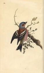 Zięba zwyczajna, Fringilla coelebs. Ręcznie kolorowany miedzioryt rysowany i grawerowany przez Edwarda Donovana z jego własnej „Historii naturalnej ptaków brytyjskich”, Londyn
