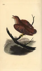 Kukułka zwyczajna (młodociana), Cuculus canorus. Ręcznie kolorowany miedzioryt rysowany i grawerowany przez Edwarda Donovana z jego własnej „Historii naturalnej ptaków brytyjskich”, Londyn