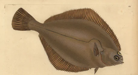Zimnica zwyczajna, Limanda limanda (Pleuronectes limanda). Ręcznie barwiony miedzioryt narysowany i rytowany przez Edwarda Donovana z jego Natural History of British Fishes, Donovan and F.C. i J. Rivington, Londyn