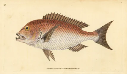 Wspólny dentex, dentex dentex. Wrażliwy. (Sparus czterozębny, Sparus dentex). Ręcznie barwiony miedzioryt narysowany i rytowany przez Edwarda Donovana z jego Natural History of British Fishes, Donovan and F.C. i J. Rivington, Londyn