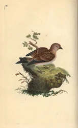 Linnet pospolity szary, Carduelis cannabina. Ręcznie barwiony miedzioryt rysowany i grawerowany przez Edwarda Donovana z jego własnej „Historii naturalnej ptaków brytyjskich”, Londyn