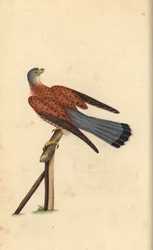 Pustułka zwyczajna, Falco tinnunculus. Ręcznie kolorowany miedzioryt rysowany i grawerowany przez Edwarda Donovana z jego własnej „Historii naturalnej ptaków brytyjskich”, Londyn