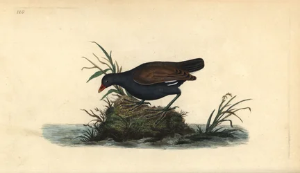 Kurka wodna, Gallinula chloropus. Ręcznie kolorowany miedzioryt, rysowany i rytowany przez Edwarda Donovana, z jego własnej „Natural History of British Birds“, Londyn